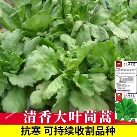 茼蒿和皇帝菜的区别