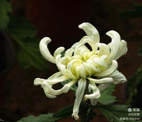 题菊花图译文