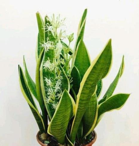 金边虎皮兰开花的时候怎么养