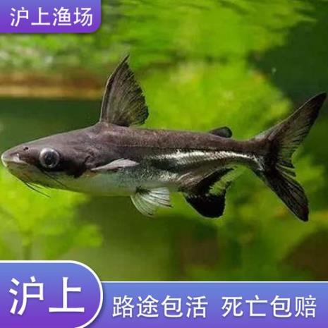 淡水观赏鲨鱼的品种有哪些