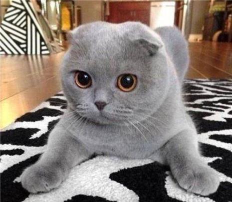 不是品种的猫叫什么