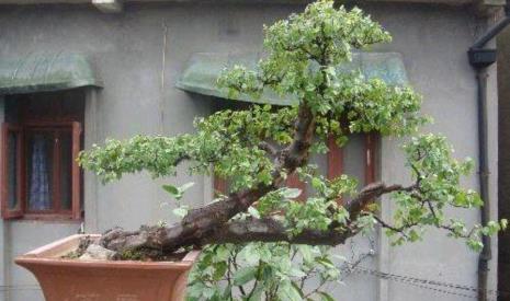 提根雀梅的养殖方法
