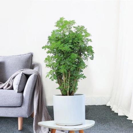 福禄寿绿植蔫了怎么救活