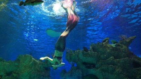 芜湖大白鲸海洋公园可以玩多久