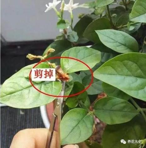 枝条徒长的原因