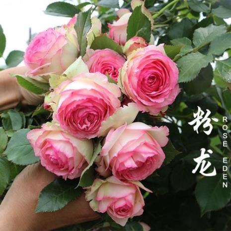 粉红色龙沙宝石月季耐阴吗