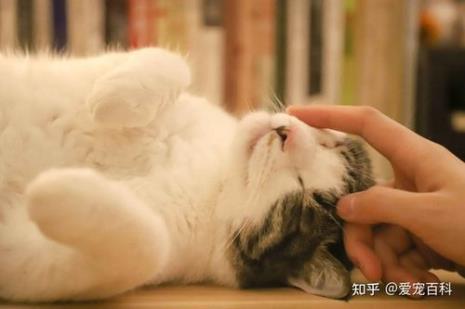 为什么揉猫猫耳朵