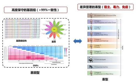 基因对比是什么意思