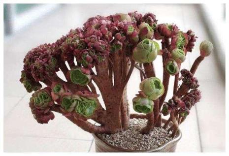 指植物干枯萎缩是什么词语