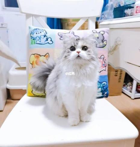 银三花高地猫是什么品种