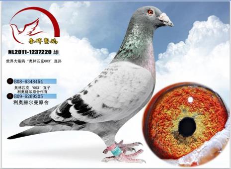 世界四大名鸽