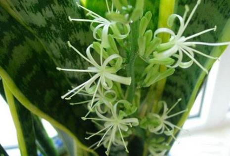 虎皮剑兰开花什么征兆
