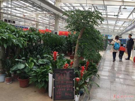 青山花卉市场营业时间