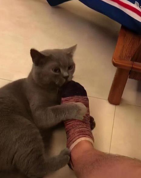 蓝猫身上有股香味