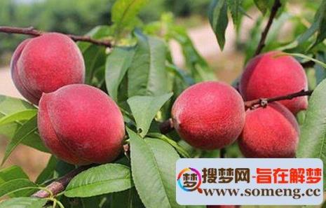 桃子代表的寓意是什么