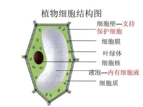 植物细胞都有细胞壁吗