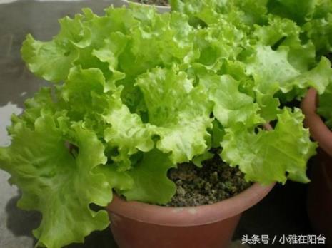生菜不发芽
