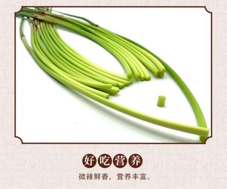 白蒜苔什么时候摘