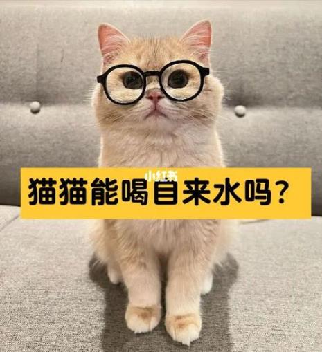 猫可以喝萝卜水吗