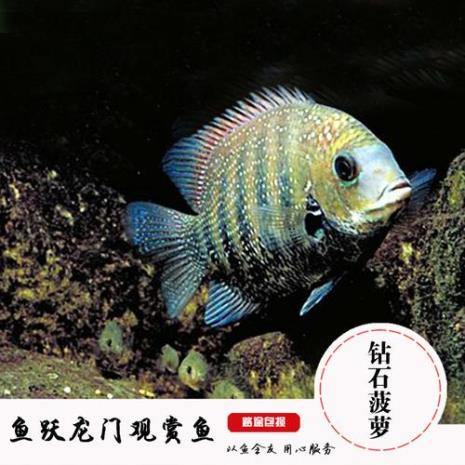 菠萝鱼用什么颜色灯
