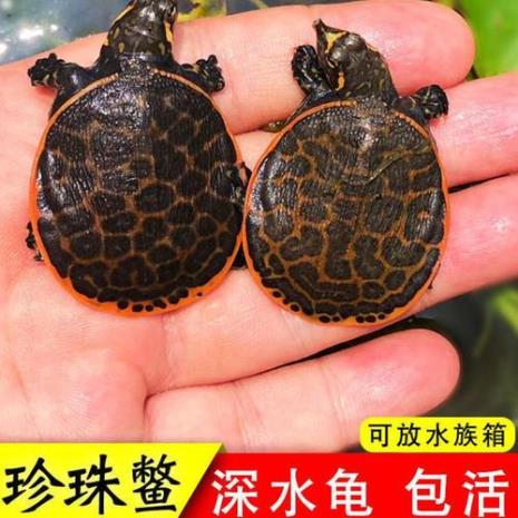 冷水鱼和乌龟混养可以加温吗