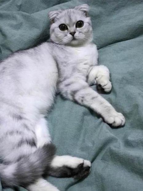 折耳银渐层猫优缺点