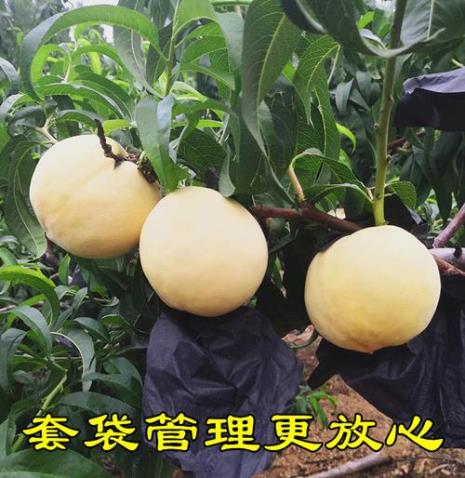 白玉桃的优缺点