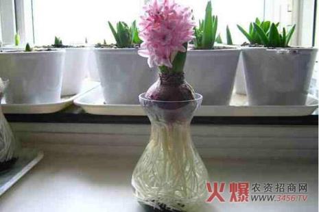 风信子水培换土培应该注意什么