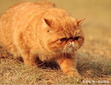 橘猫和金丝虎猫的区别