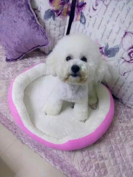 1个月比熊怎么看品相