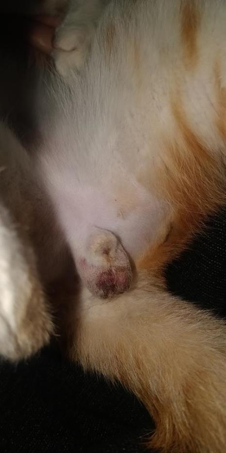 2岁公猫绝育的最佳时间