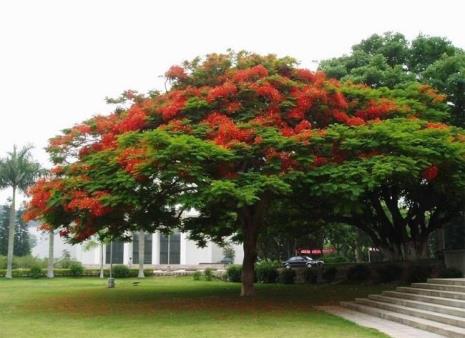 福建省各市的市花和花语