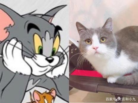 动漫里的猫名字叫什么
