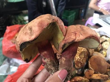 野生菌采完后还能再长出来么
