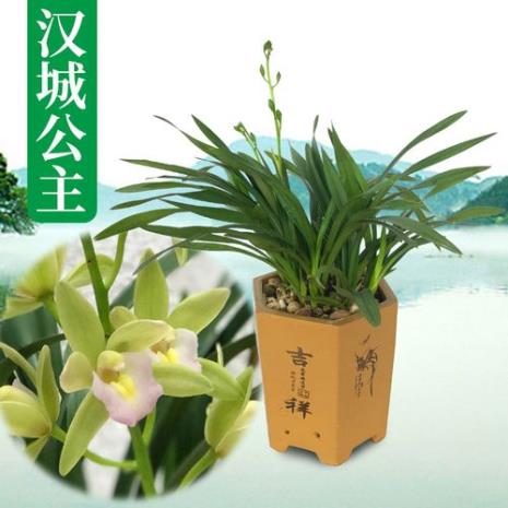 公主花怎么养