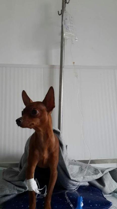 小鹿犬可以吃玉米吗