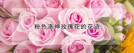玫瑰的含义和象征