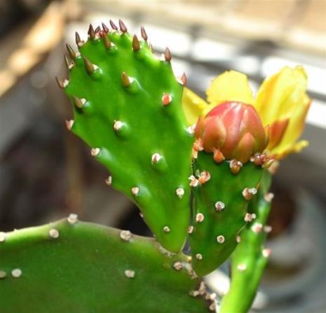 仙人掌系列的花如何养护