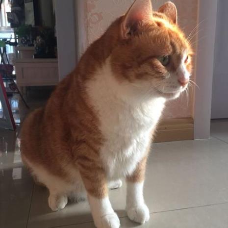 中华田园橘猫为什么长不大