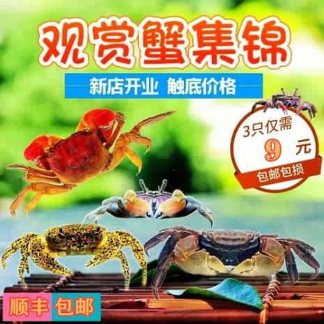 火龙鱼可以和迷你螃蟹在一起吗