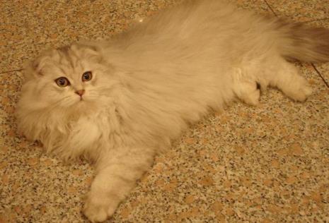 棕色长毛猫是什么品种