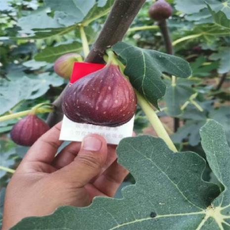 金傲芬和斯特拉无花果哪个好吃