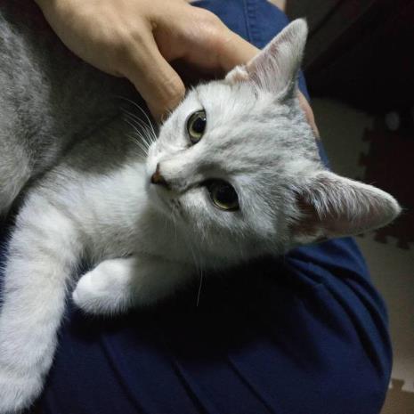 为什么捏住猫的后颈还是不听话