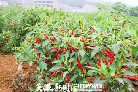 贵州辣椒排名前十名