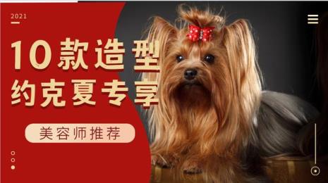什么狗不咬人不掉毛聪明
