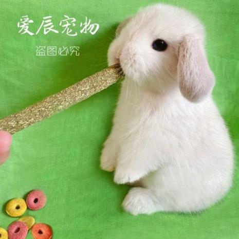 宠物大耳朵兔介绍