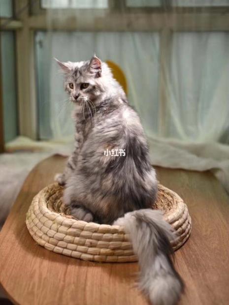 缅因和高地猫的区别