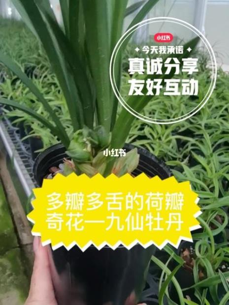 九仙牡丹有花苞怎么才能开出花