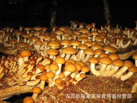 干滑子菇多久才能熟