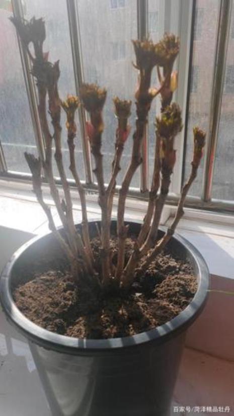 地栽牡丹几年移栽最好